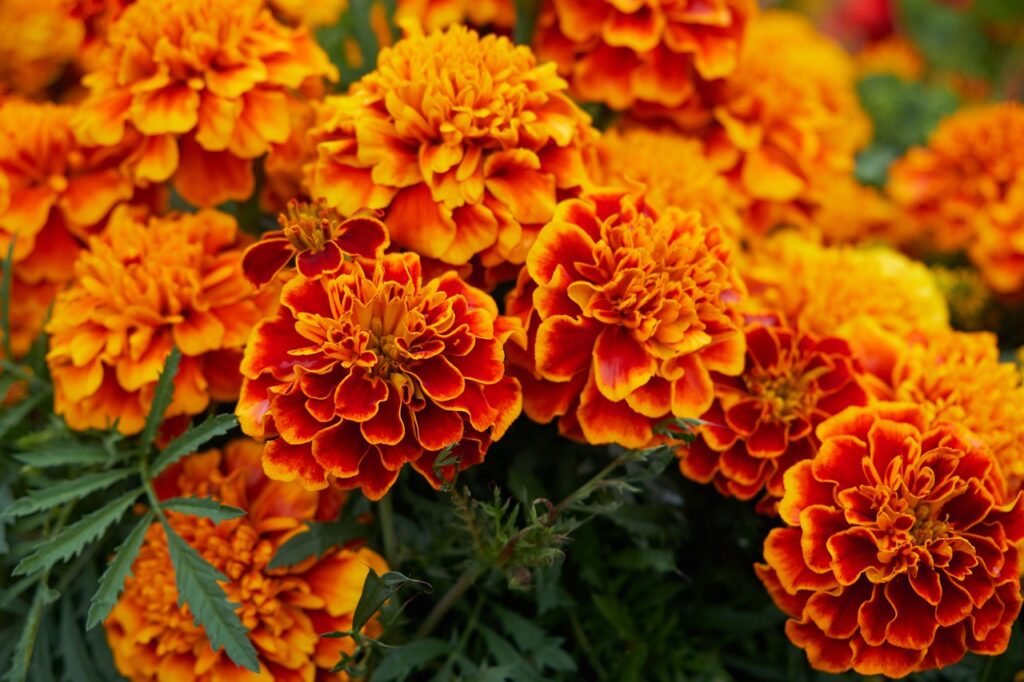flower, blossom, bloom