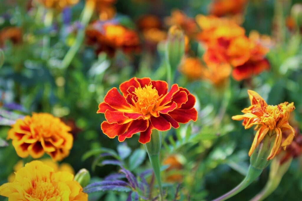 Viele Tagetes im Garten