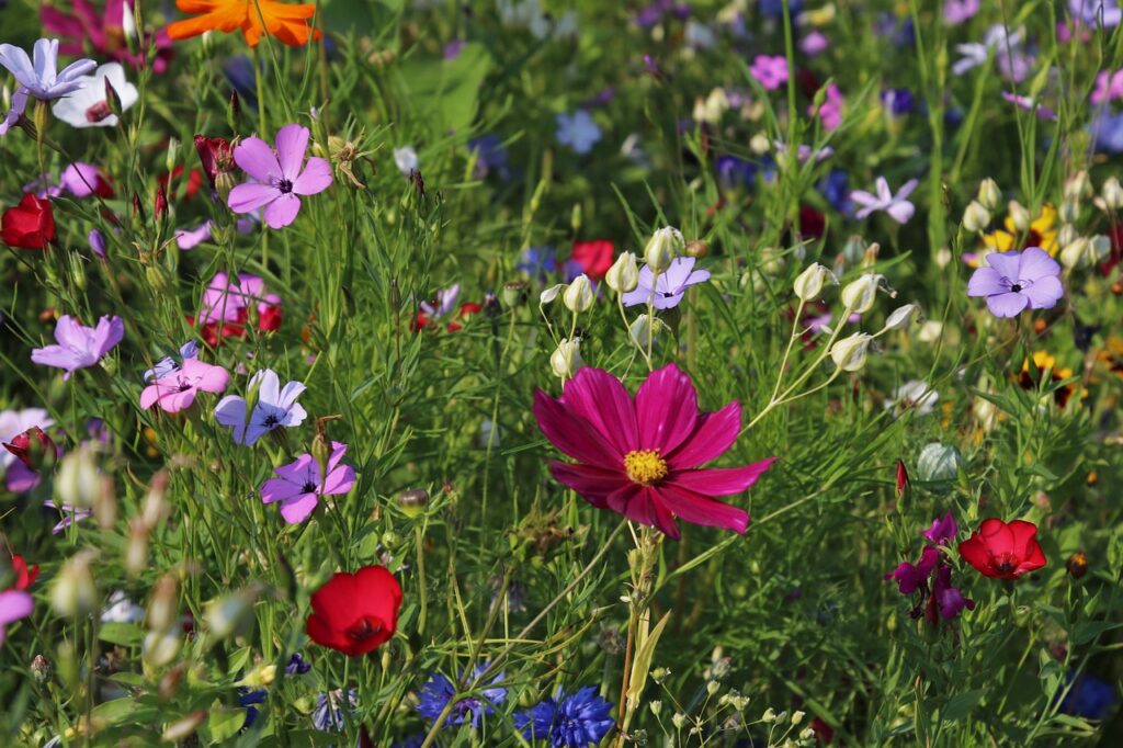 beautiful flowers, flower background, flower wallpaper