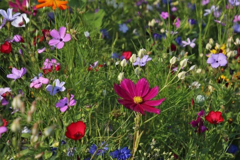 beautiful flowers, flower background, flower wallpaper