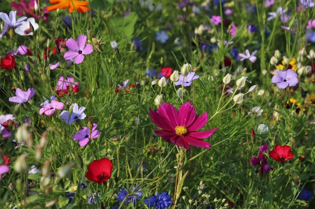 beautiful flowers, flower background, flower wallpaper