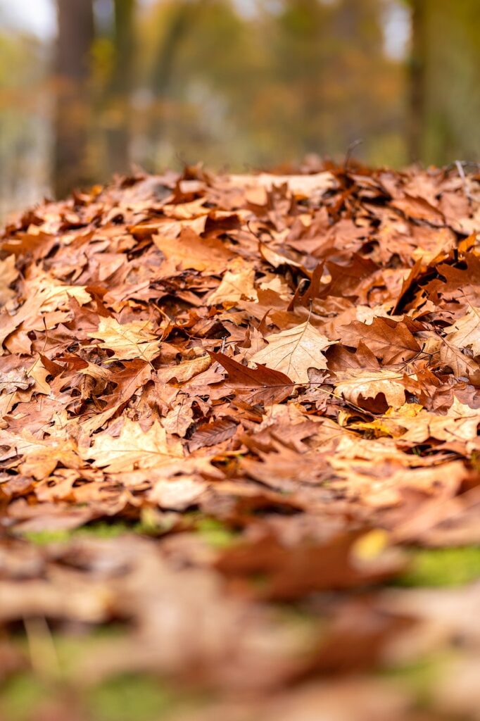 foliage, autumn, leaves