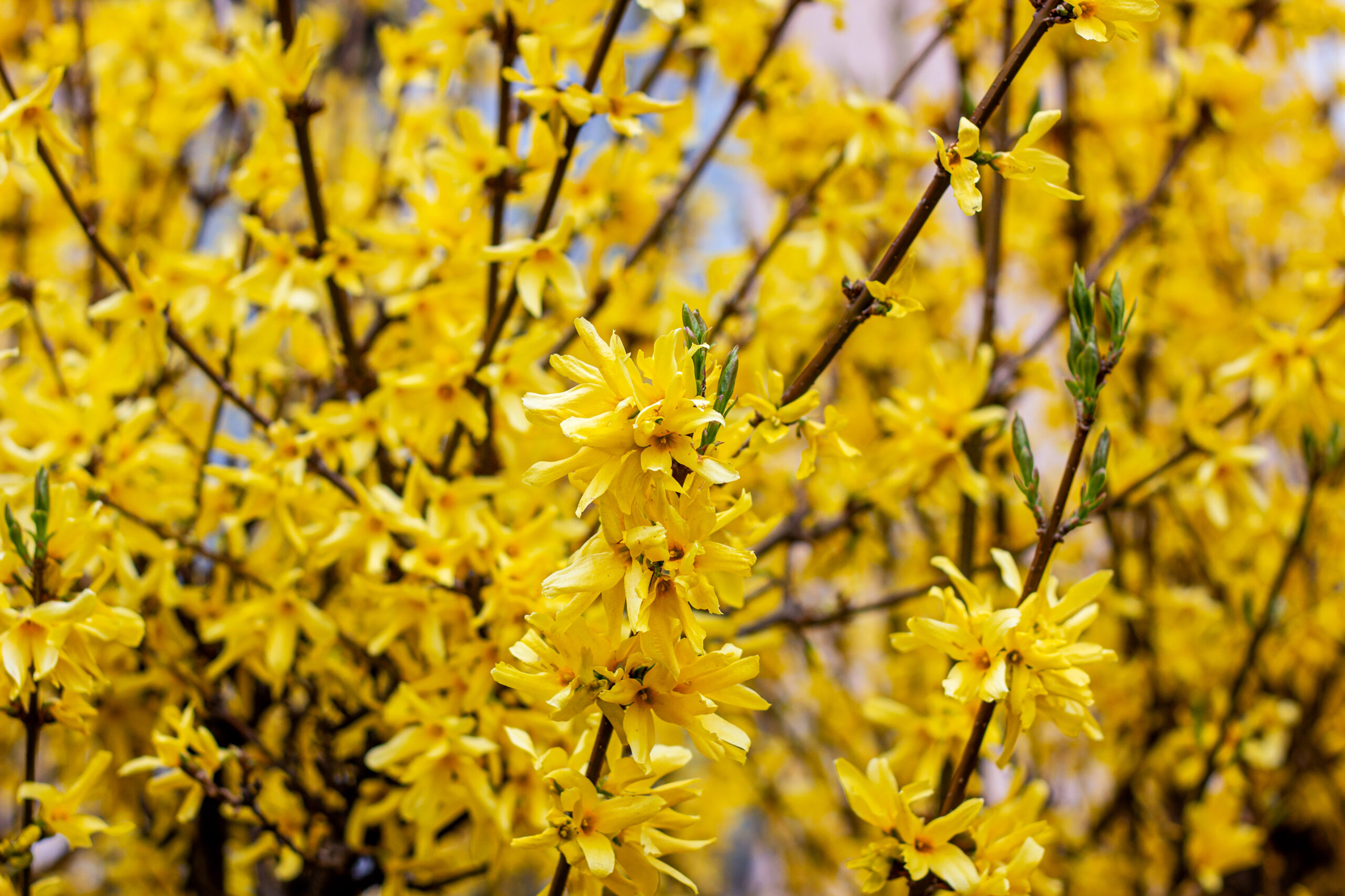 Bright yellow Forsythia bush flowers in the garden in spring season close up.