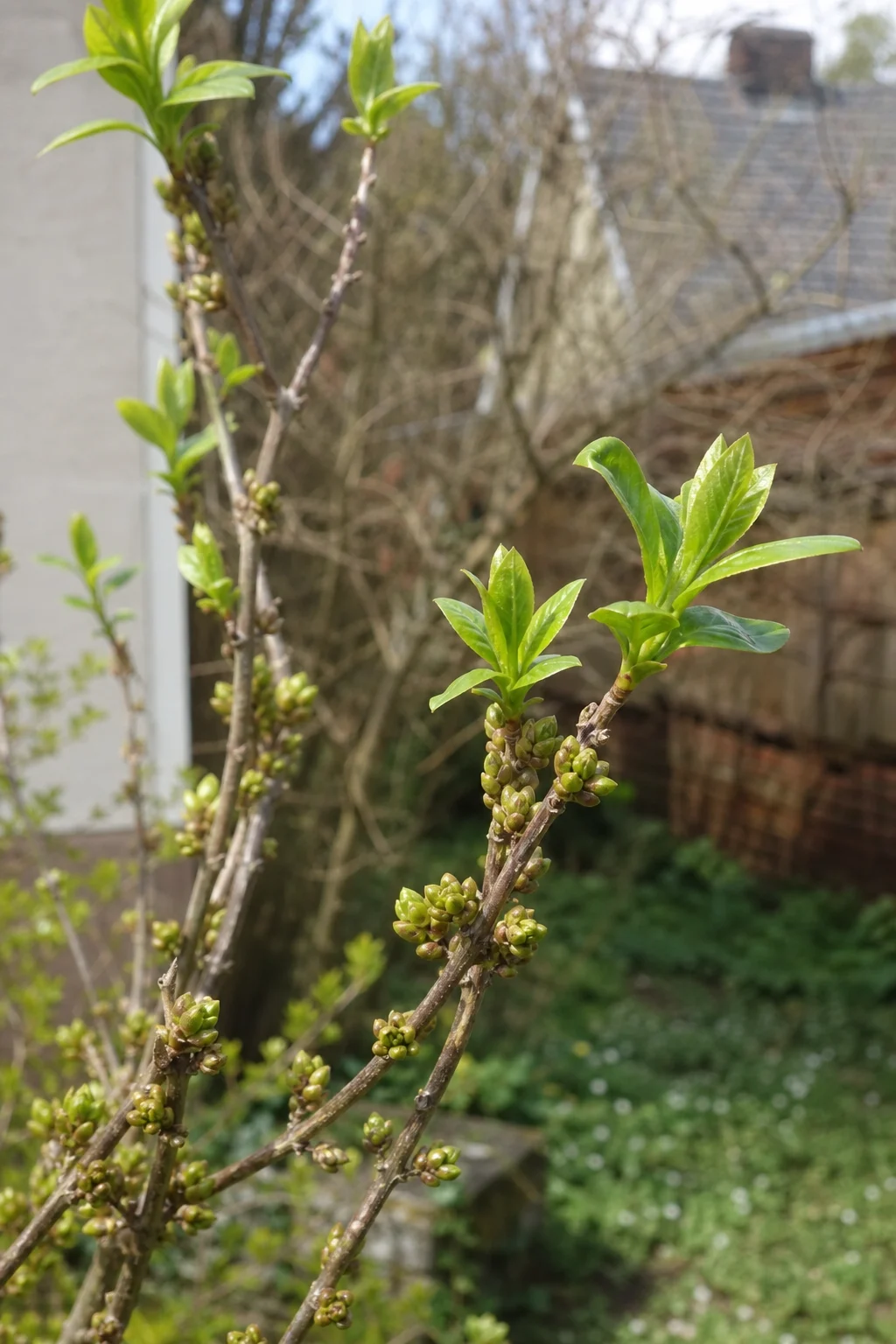 Forsythienzweig in Nahaufnahme mit kleinen grünen Blütenknospen am Vorjahresholz und jungen Blättern an den Triebspitzen.