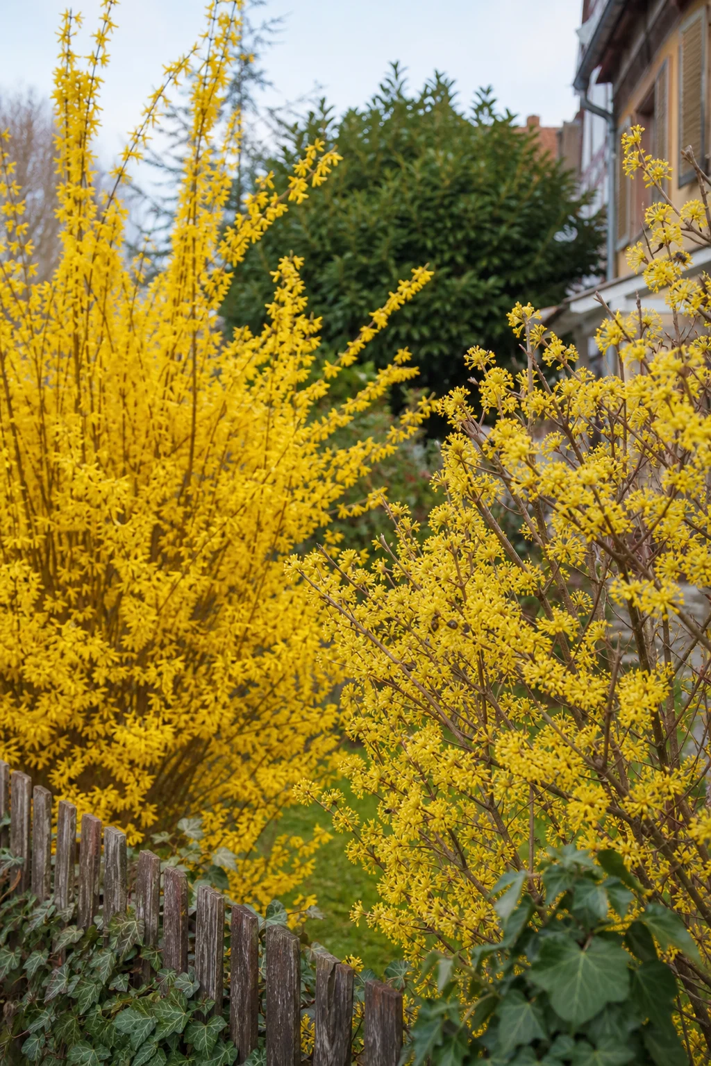 Blühende Forsythie neben einer Kornelkirsche im Garten: an der Kornelkirsche sammeln Bienen Pollen, an der Forsythie sind keine Insekten sichtbar.