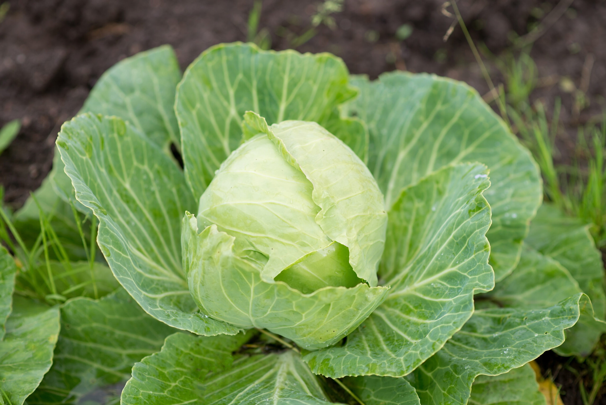 Fresh white cabbage growing on seedbed