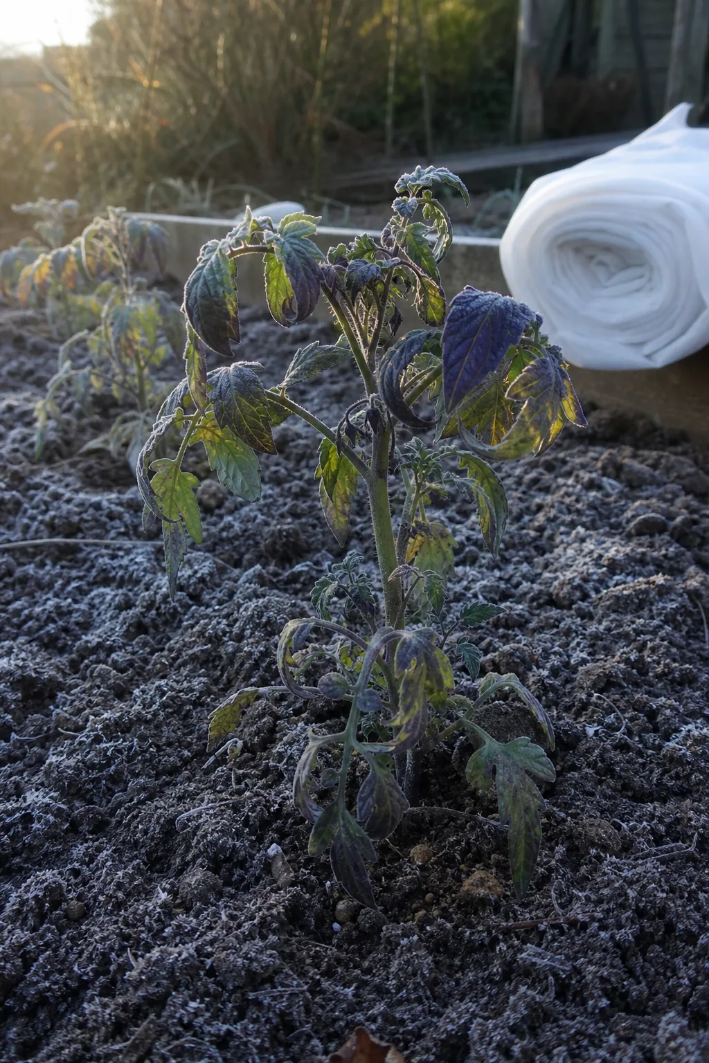 Frostgeschädigte junge Tomatenpflanze im Gartenbeet mit Reif auf der Erde