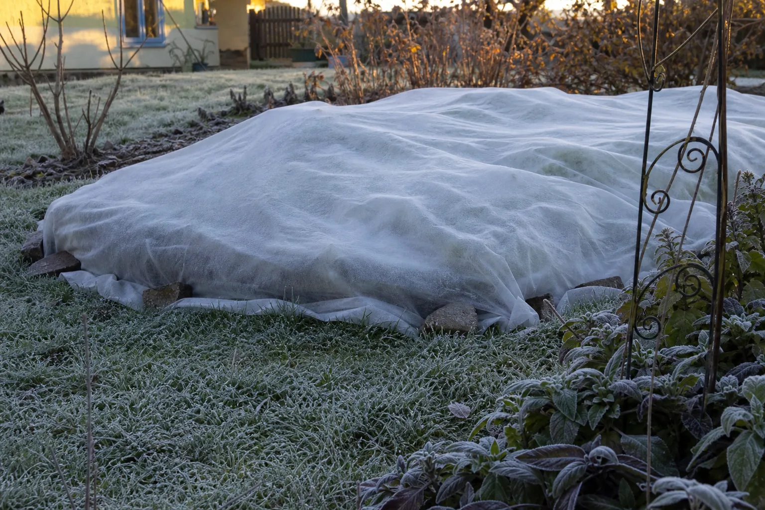 Pflanzen vor Frost schützen: So kommen sie durch die kalten Nächte