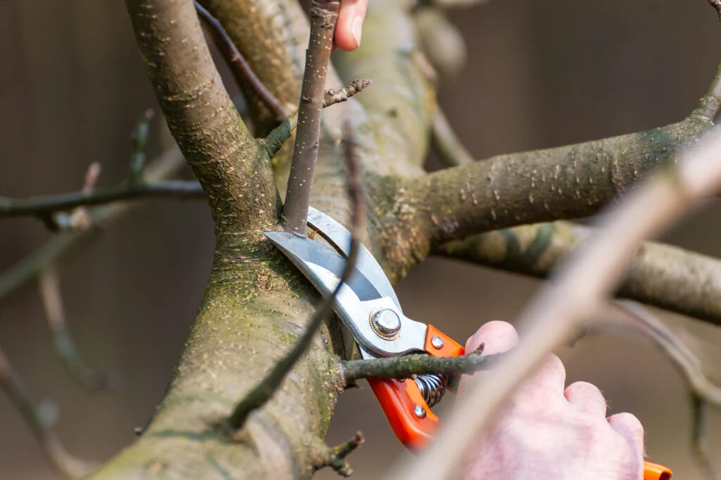 Frühlingsschnitt von Bäumen. Der Bauer kümmert sich um den Obstgarten