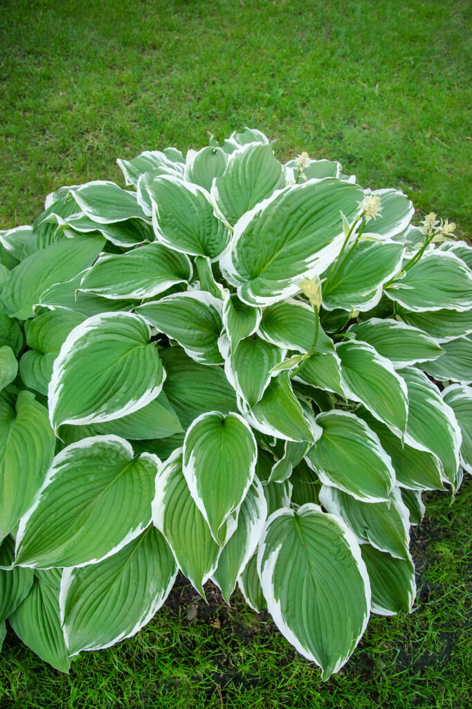 Hosta-Pflanze mit grünen Blättern
