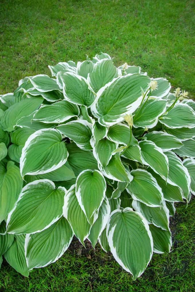 Hosta-Pflanze mit grünen Blättern
