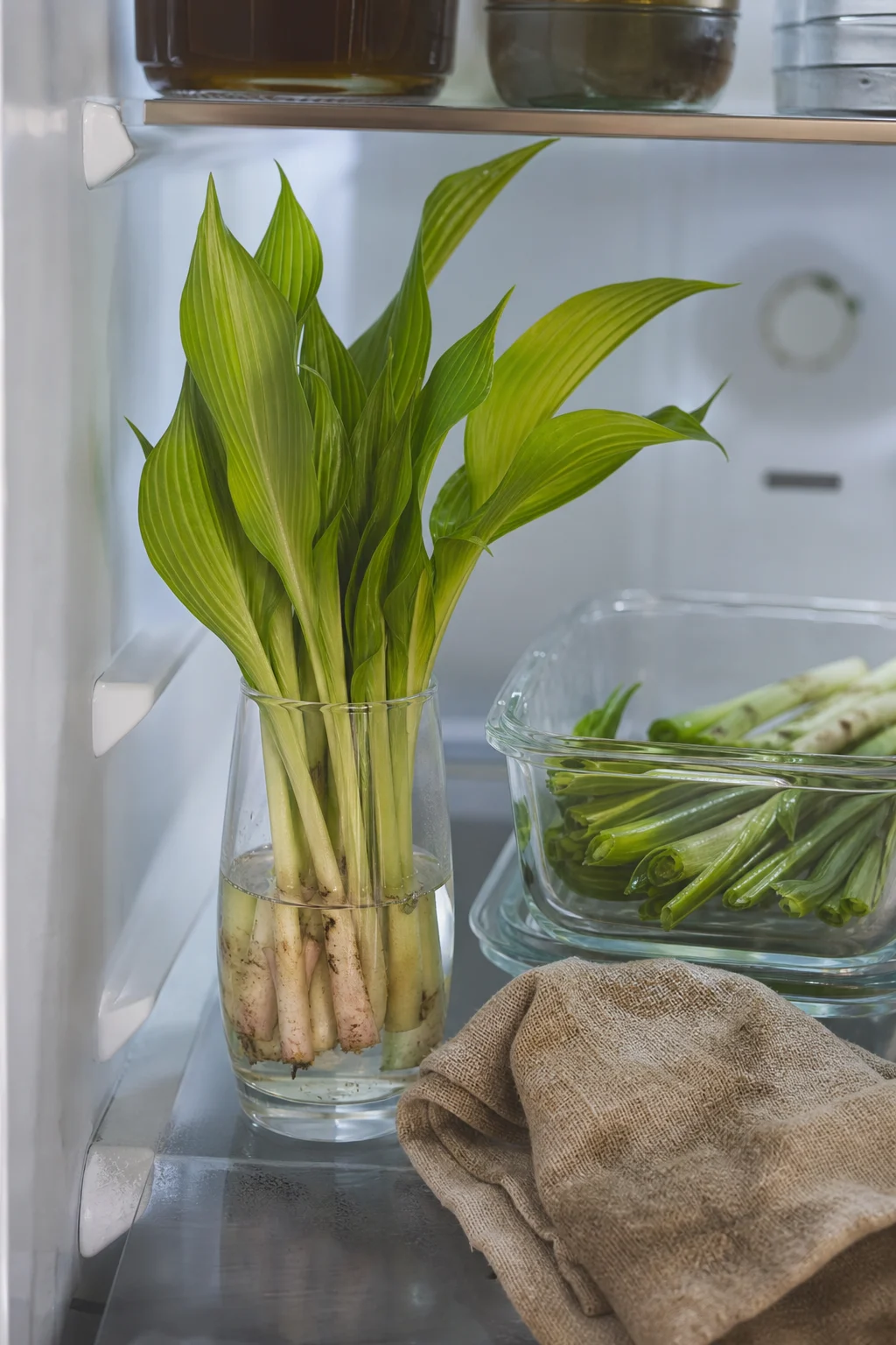 Geerntete Funkientriebe stehen in einem Wasserglas im Kühlschrank, daneben ein feuchtes Geschirrtuch und ein Glasbehälter — vorbereitet zur Lagerung.