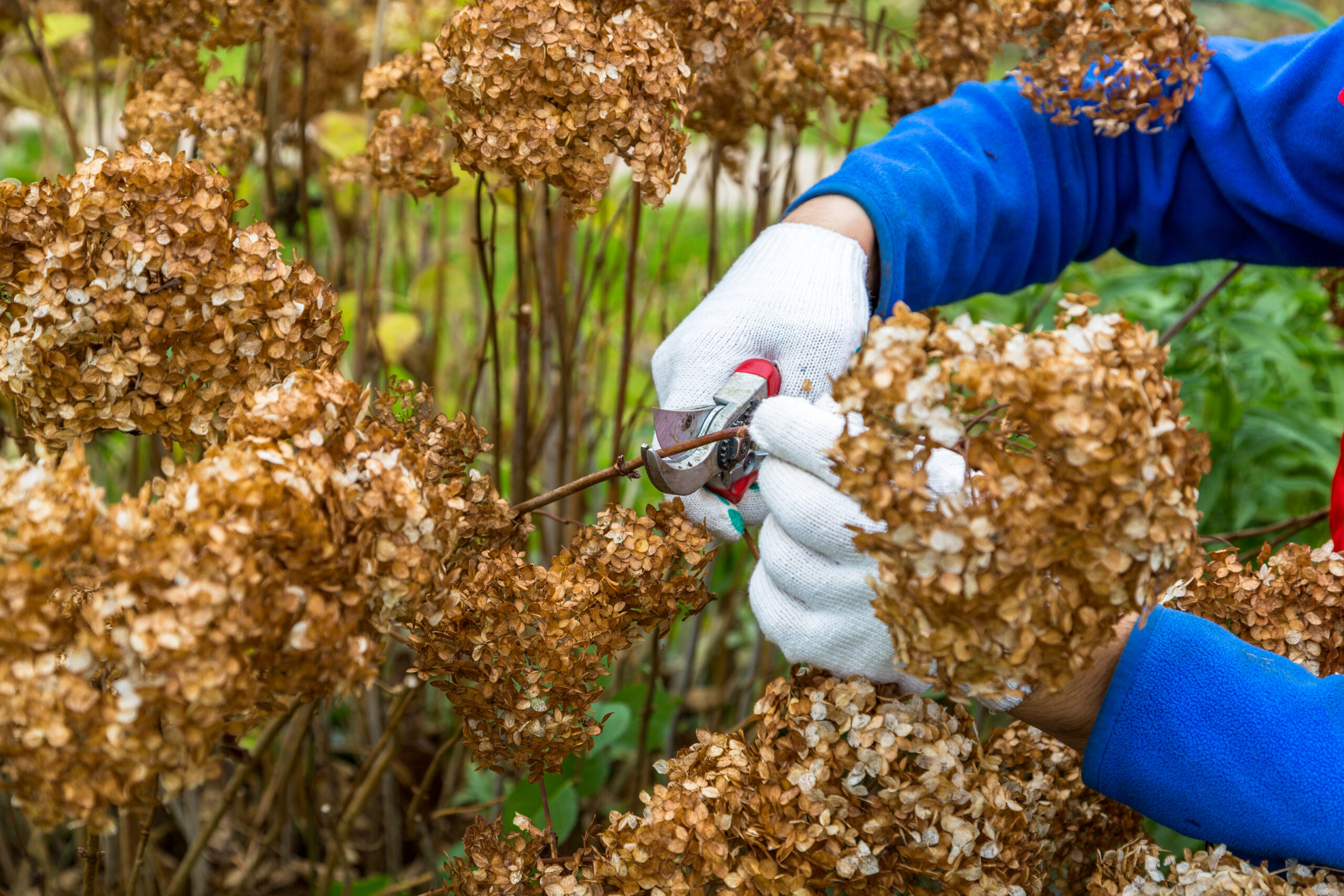 Bush (hydrangea) cutting or trimming with secateur in the garden