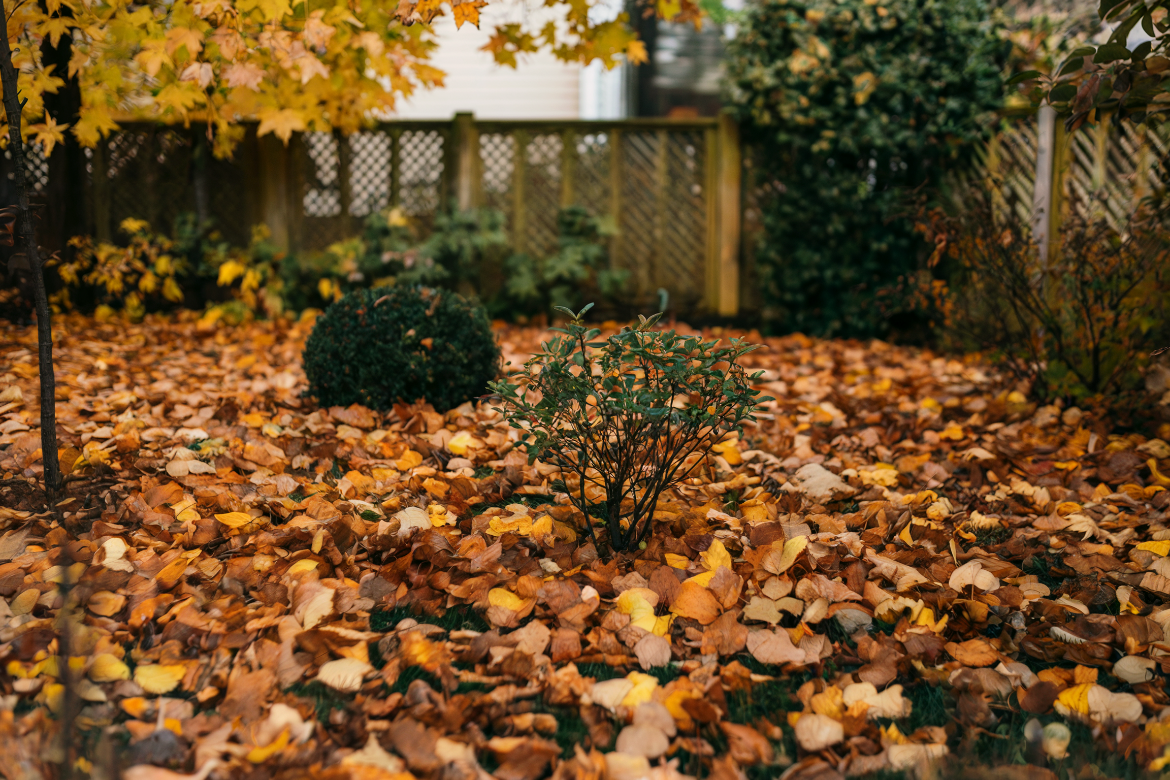 8 wichtige Gartenarbeiten im November, die Hobby-Gärtner jetzt vornehmen sollten