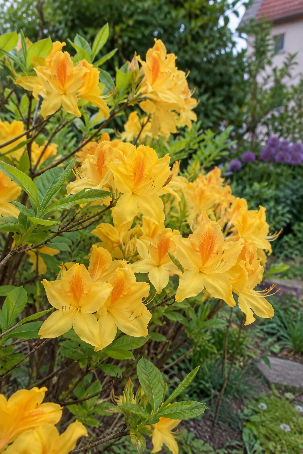 Laubabwerfende Gartenazalee mit lockeren Blütenständen in strahlend reinem Gelb, jede Blüte mit großem orangefarbenem Fleck, frisches hellgrünes Laub