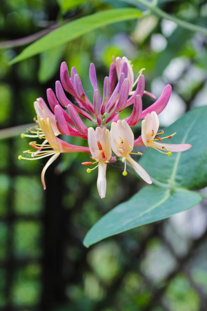 Bunte Blume mit grünen Blättern im Freien.