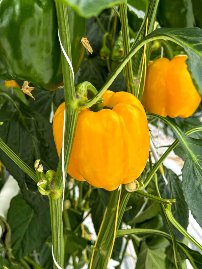 Gelbe und grüne Paprika am Strauch