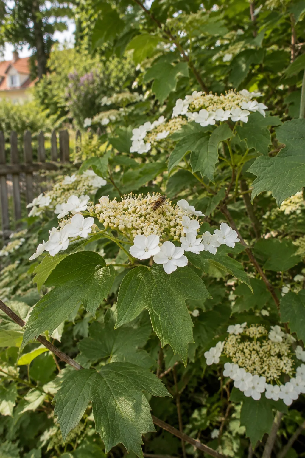 Heimischer Gewöhnlicher Schneeball in einer naturnahen Hecke, flache Blütenstände mit großen weißen Randblüten um kleine cremefarbene Innenblüten, eine Schwebfliege sitzt darauf