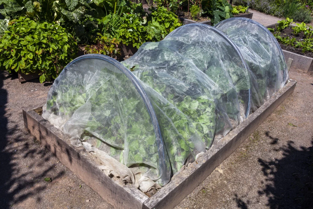 Ein Hochbeet unter einem Tunnel aus feinem Insektenschutznetz