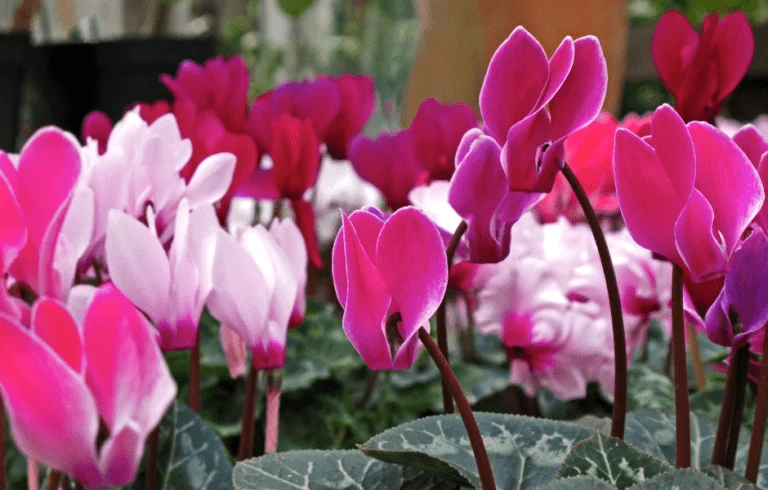 Alpenveilchen in Pink und Weiß, dicht stehend, mit silbrig gemusterten Blättern