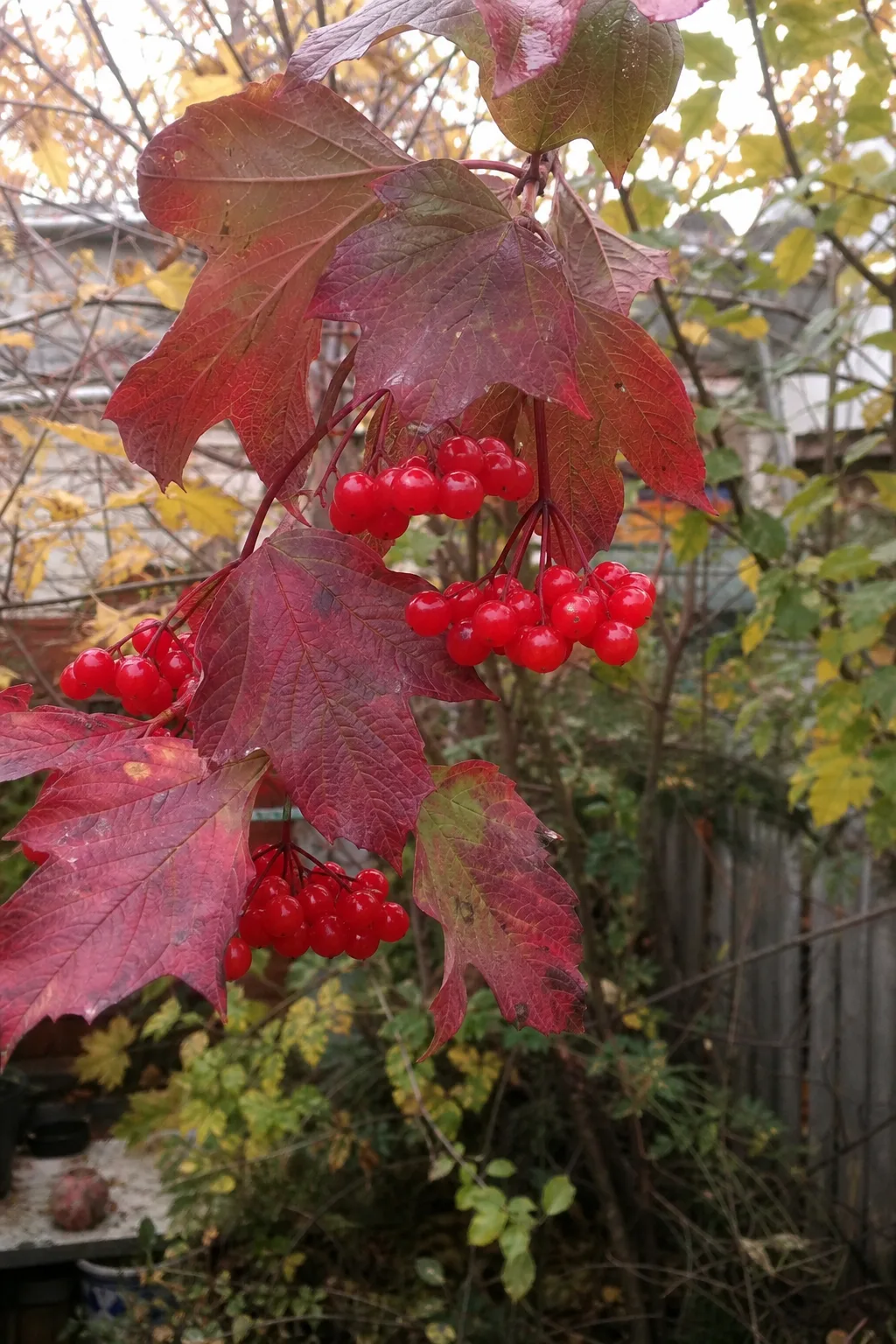 Zweig des Gewöhnlichen Schneeballs mit hängenden Dolden glasig roter Beeren und rot gefärbtem, dreilappigem Laub