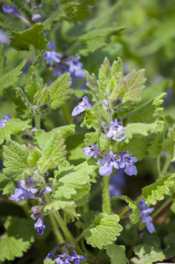 Lila Blüten und grüne Blätter im Garten