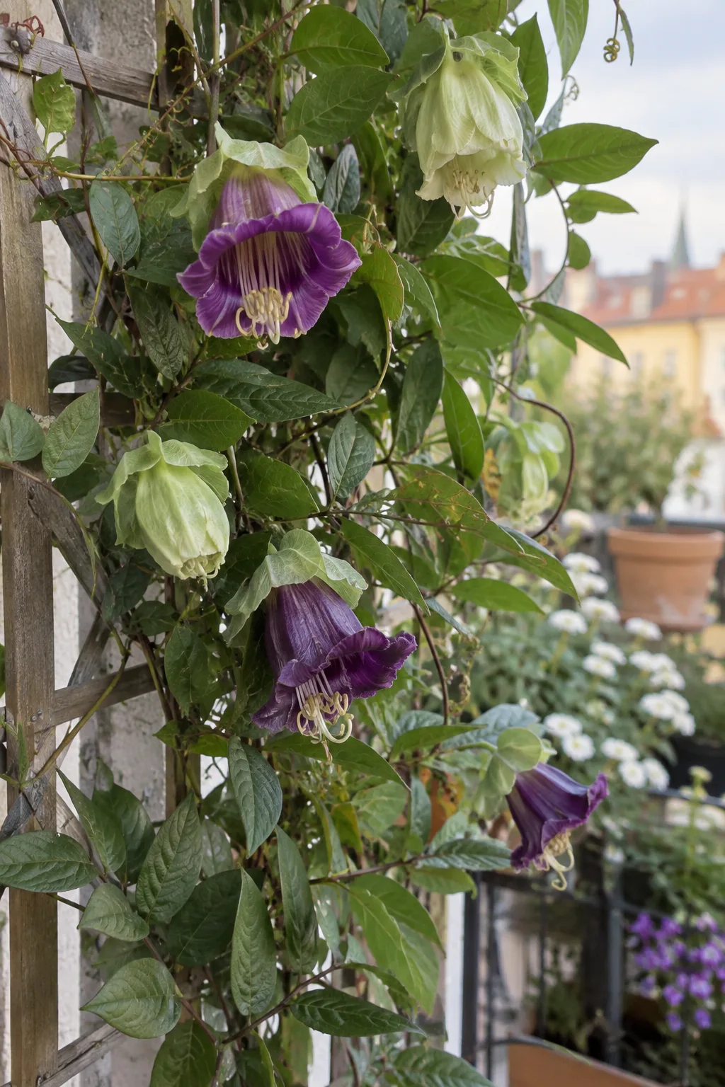 Glockenrebe am Rankgitter mit großen Glockenblüten, die grünlich-weiß aufblühen und dann tiefviolett werden