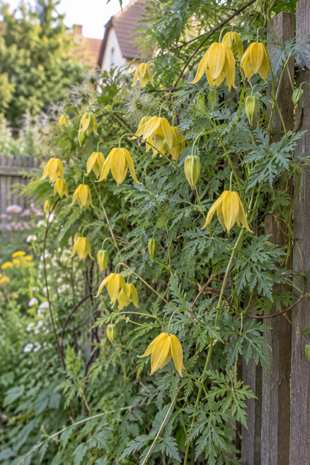 Gold-Waldrebe am Gartenzaun mit vielen nickenden, laternenförmigen goldgelben Blüten