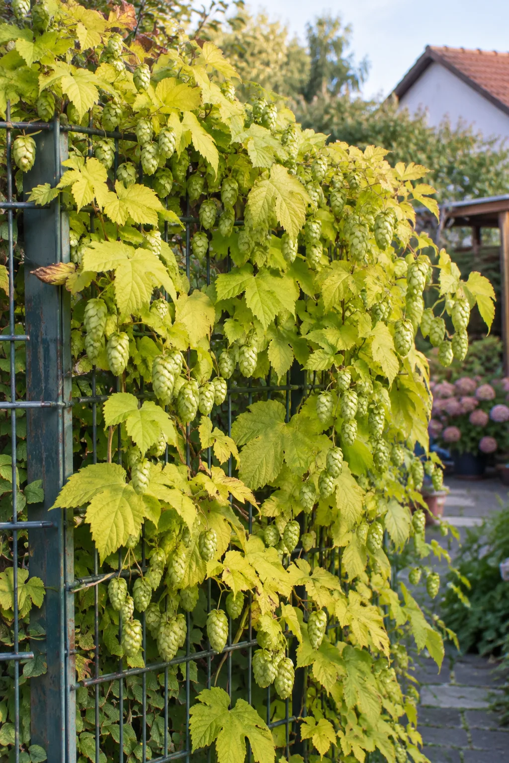 Goldhopfen windet sich dicht über einen Maschendrahtzaun, mit gelbgrünen, gelappten Blättern und hellgrünen Hopfendolden