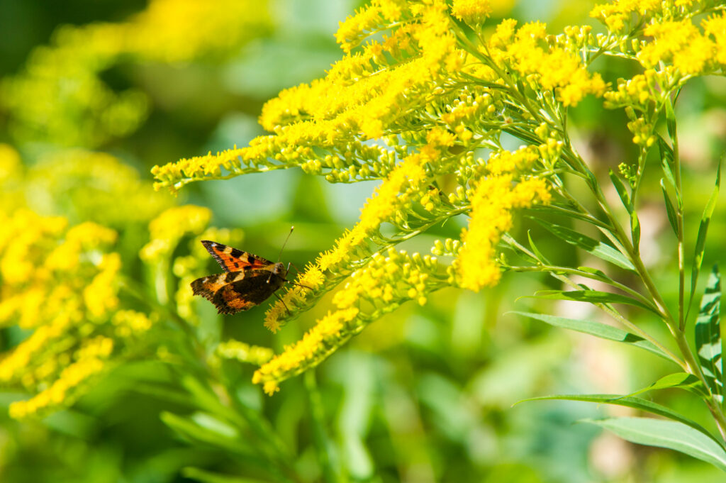 Schmetterling auf gelben Blüten.