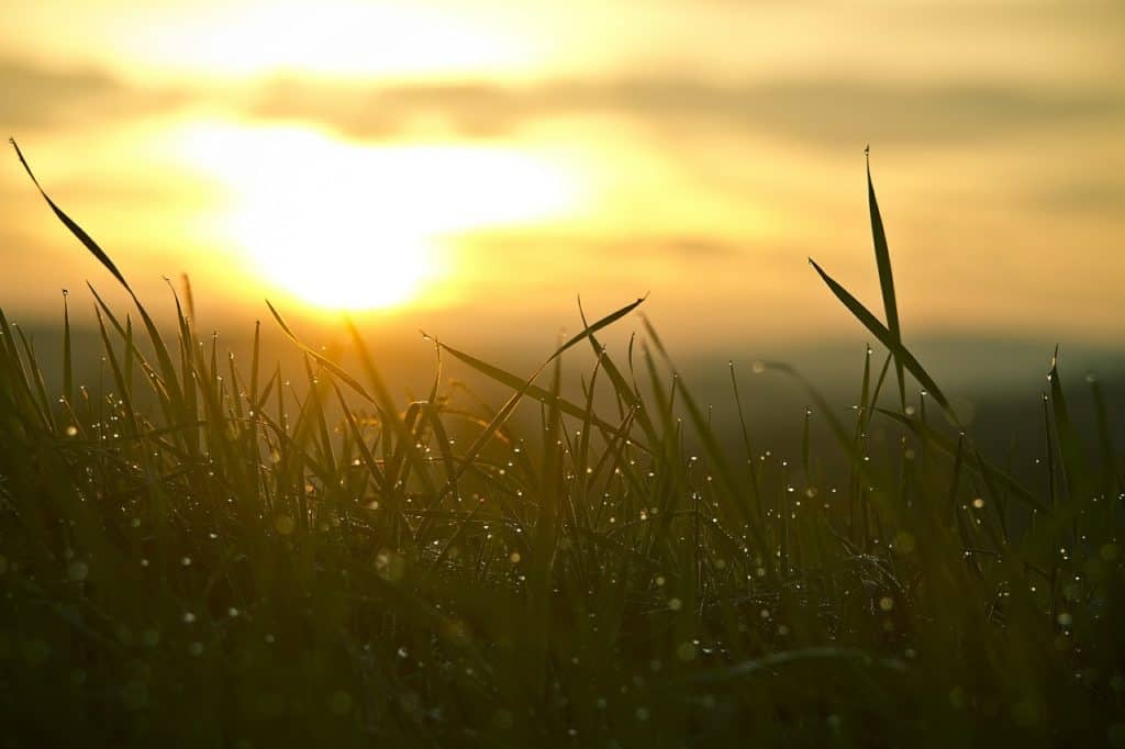 Sonnenuntergang mit Rasen im Vordergrund