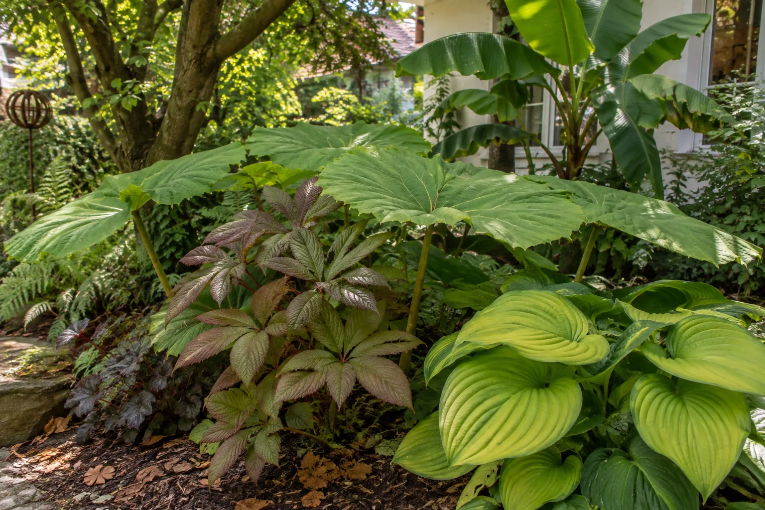 Halbschattiges Gartenbeet im Sommer mit riesigen runden Tafelblatt-Blättern, bronzefarbenem Schaublatt, gelbgrünen Funkien und einer Japanischen Faserbanane im Hintergrund