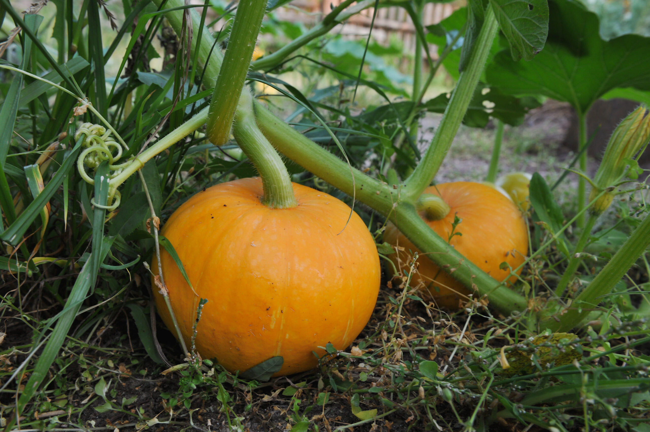 Kürbis im Garten