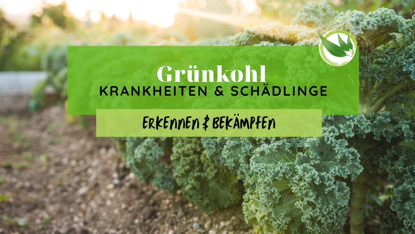 Grünkohl Krankheiten & Schädlinge erkennen & bekämpfen