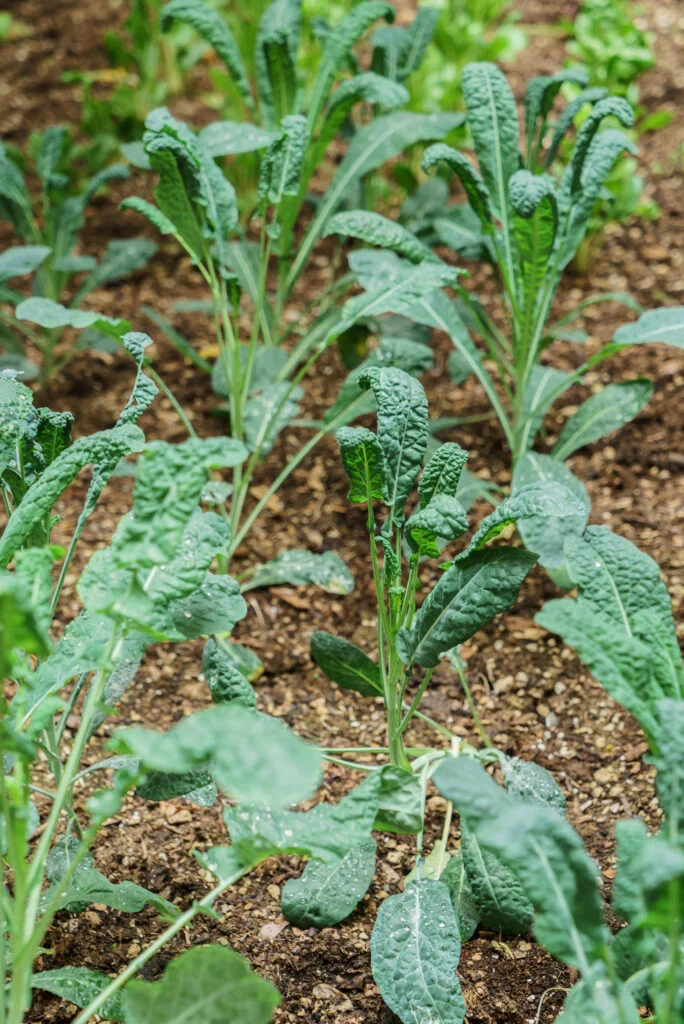 Wachsende Kohlpflanzen im Gartenboden