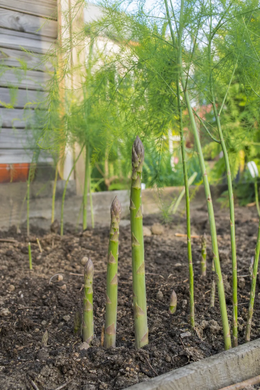 Grüne Spargelstangen mit violetten Spitzen wachsen aus einem Gartenbeet, dahinter bereits aufgefächertes, fedriges Spargellaub