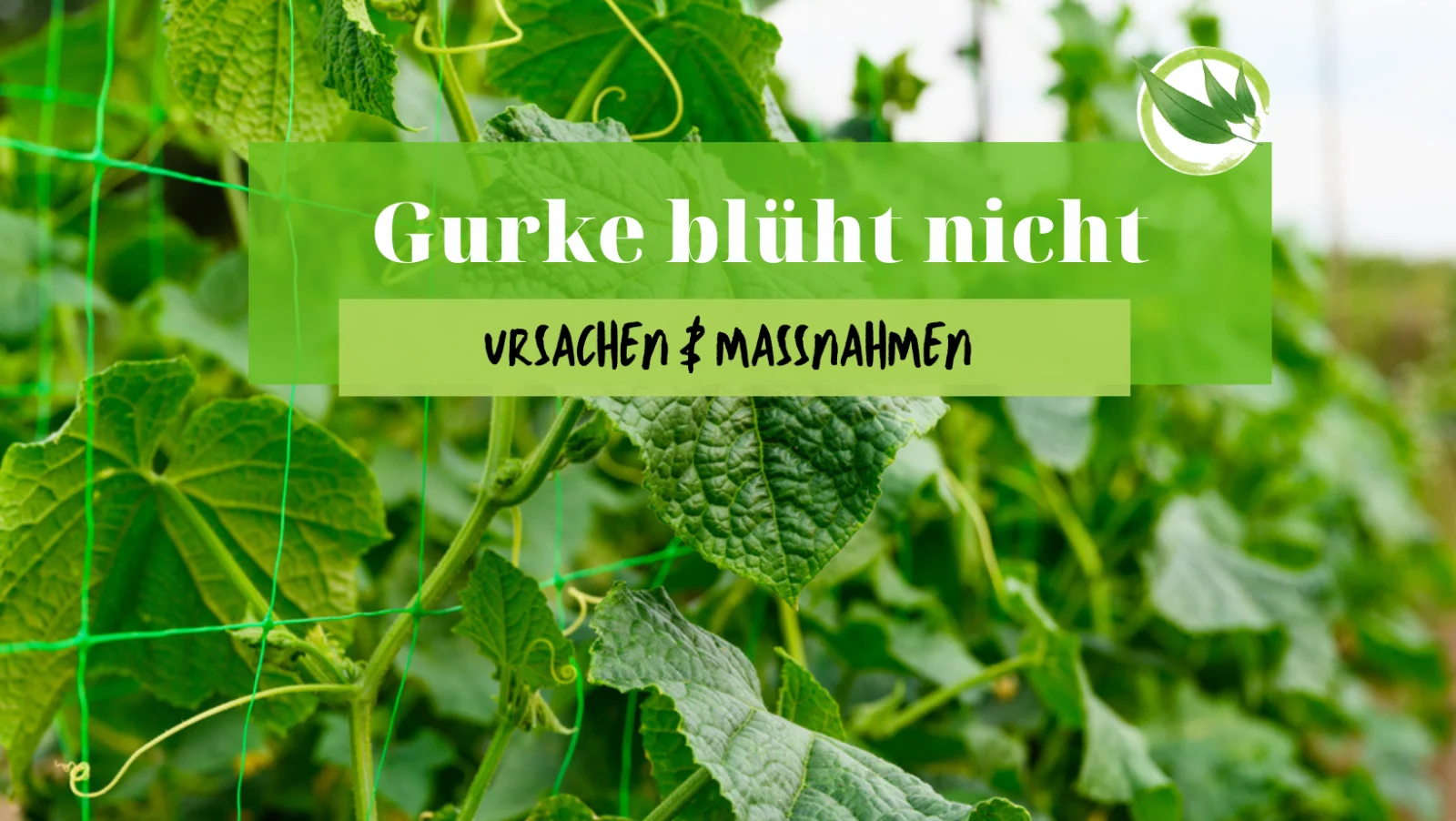 Gurke blüht nicht – Ursachen & Maßnahmen