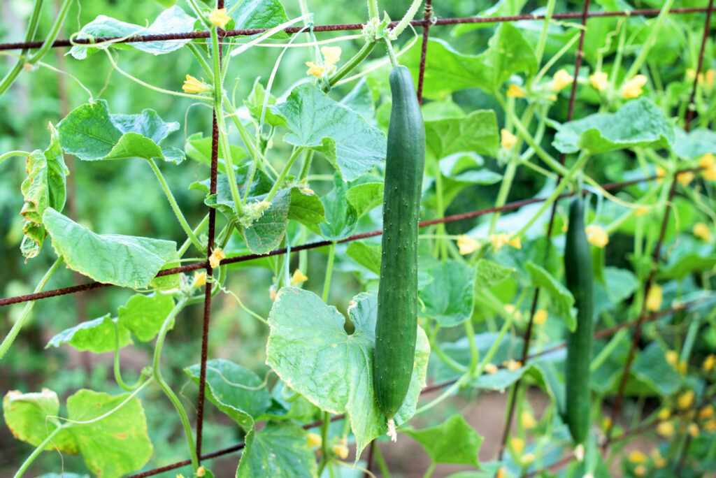 Reife Gurke am Gitter im Garten.