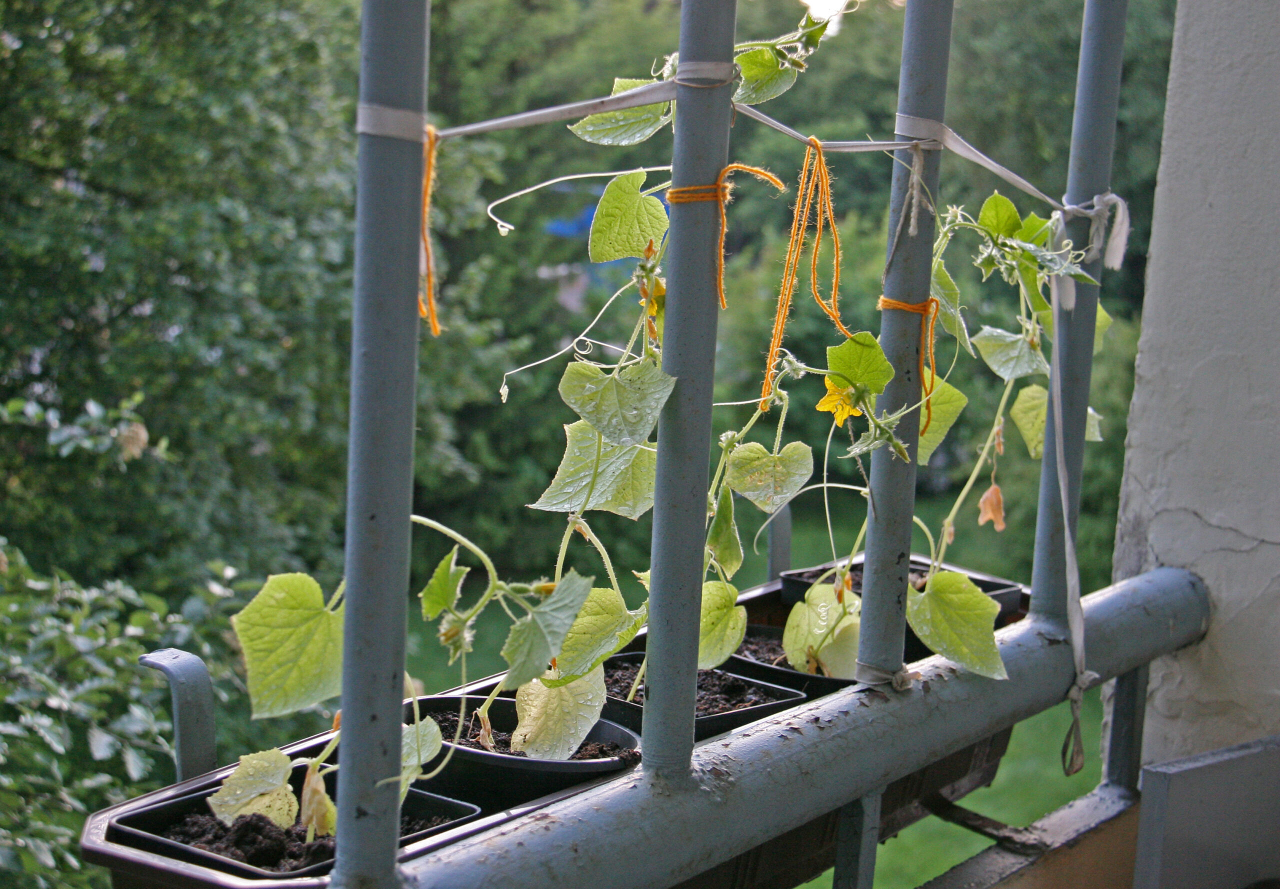 Gurkenpflanzen auf dem Balkon