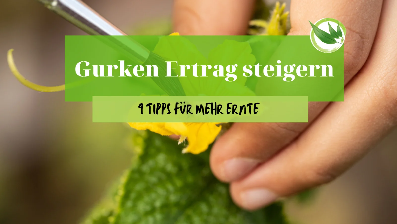 Gurken Ertrag steigern – 9 Tipps für mehr Ernte
