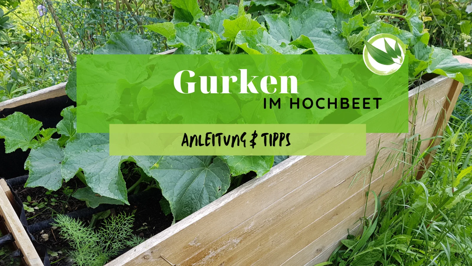 Gurken im Hochbeet – Anleitung & Tipps