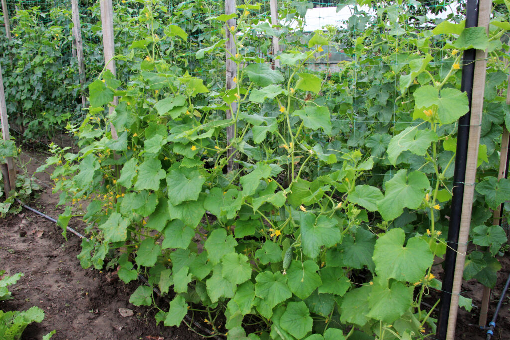 Gurkenpflanzen wachsen im Gemüsegarten.