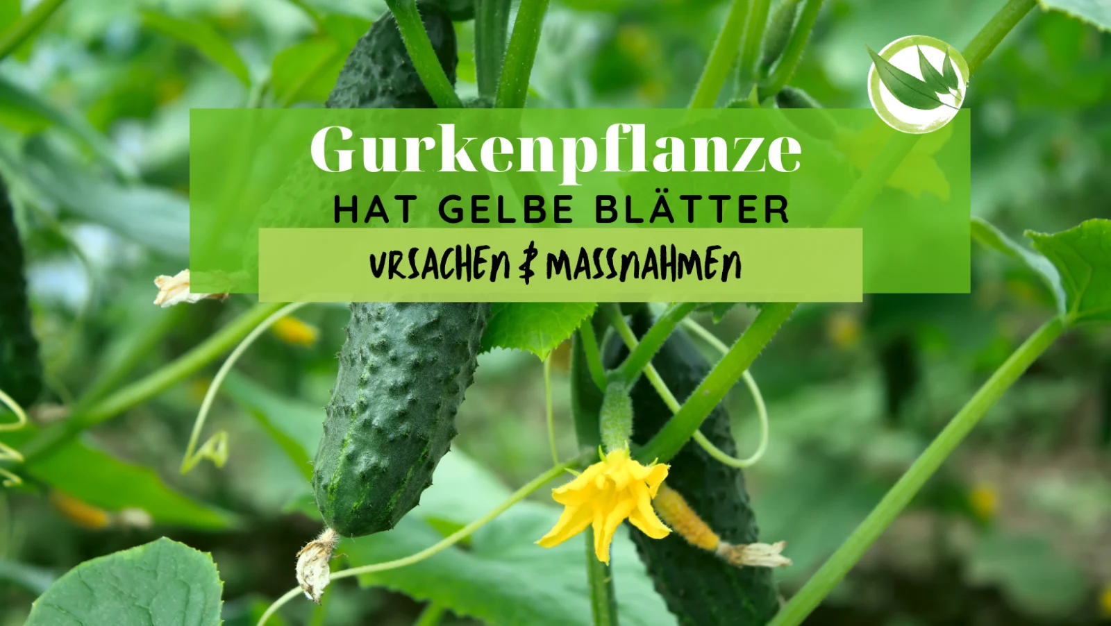 Gurkenpflanze hat gelbe Blätter – Ursachen & Maßnahmen
