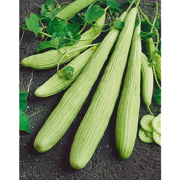 Frische Gurken auf dem Boden im Garten.