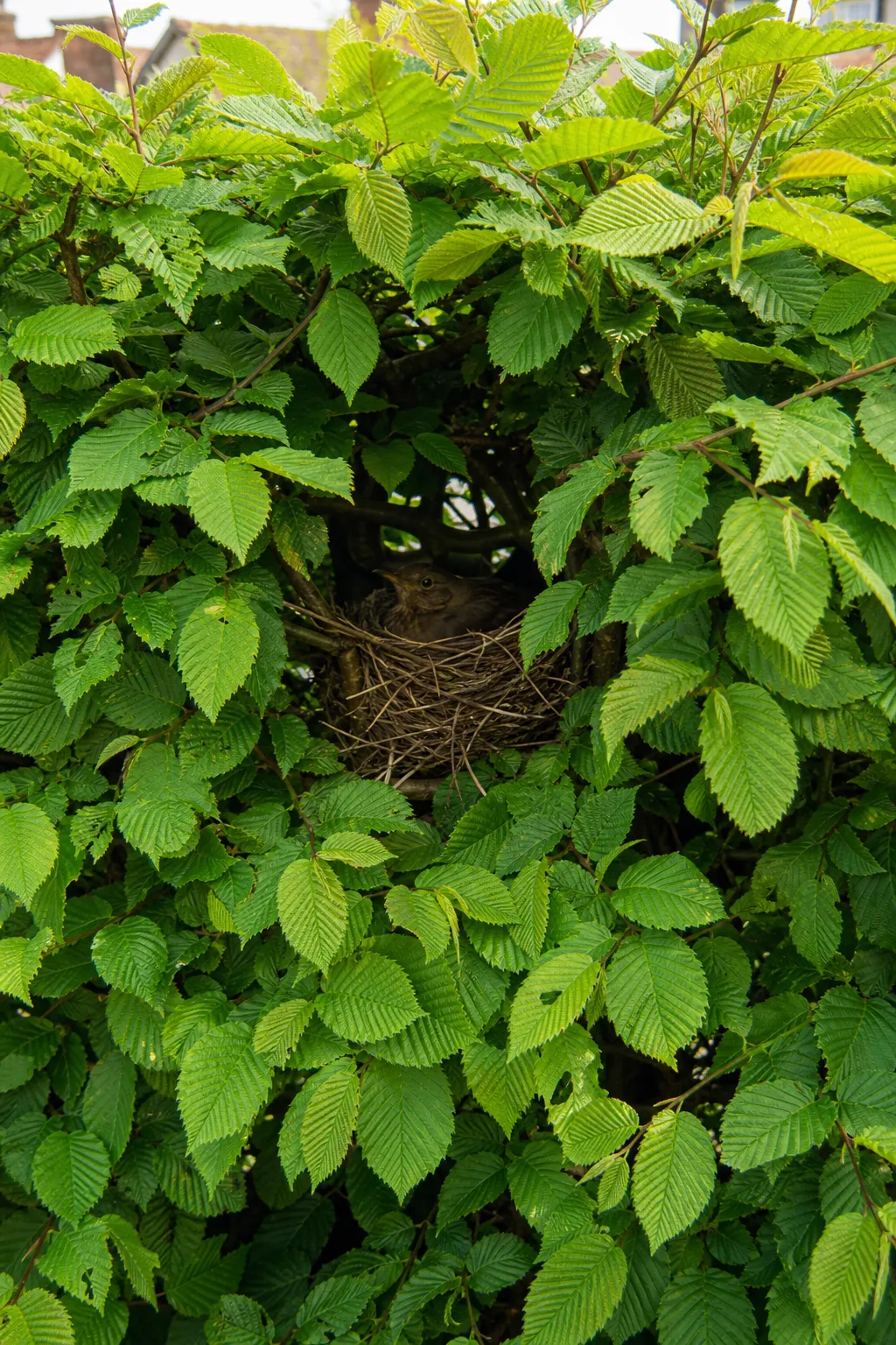 Geschnittene Hainbuchenhecke mit frischem, gefälteltem Laub, in einer Lücke sitzt ein Amselweibchen auf seinem Nest