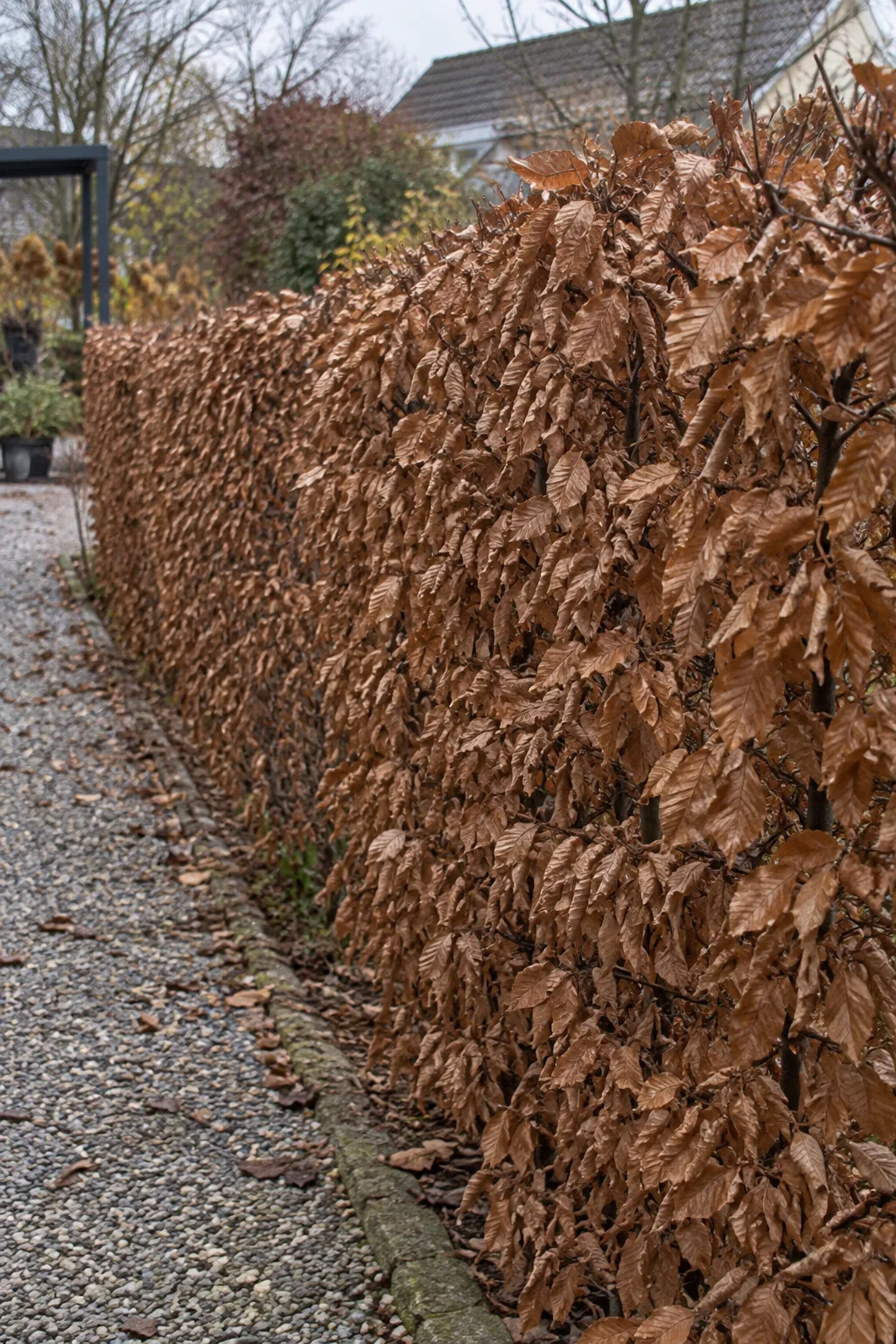 Schmale Hainbuchenhecke im Spätherbst, die trockenen braunen Blätter hängen noch an den Zweigen, davor ein Gartenweg