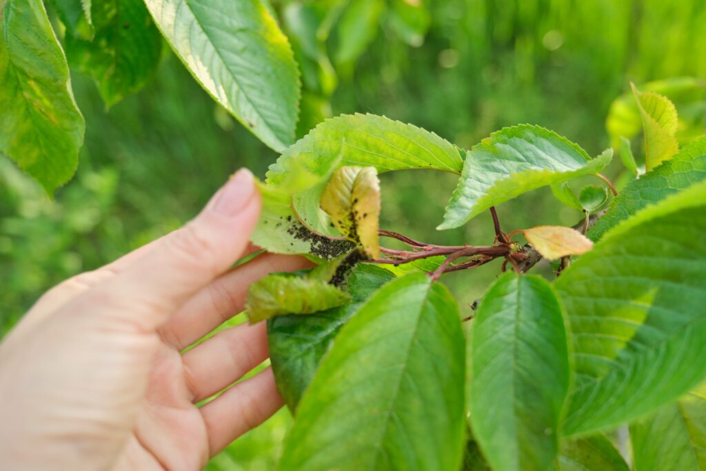 Spring season, cherry tree, close-ups of insects aphid pests