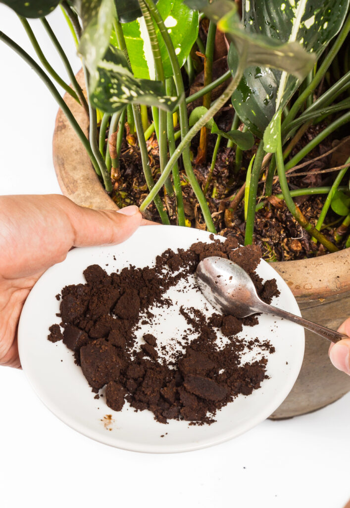 Kaffeesatz als Dünger für Pflanzen verwenden