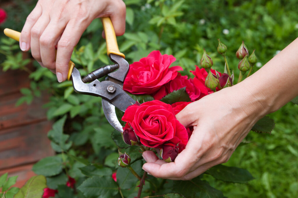 Red rose cutting
