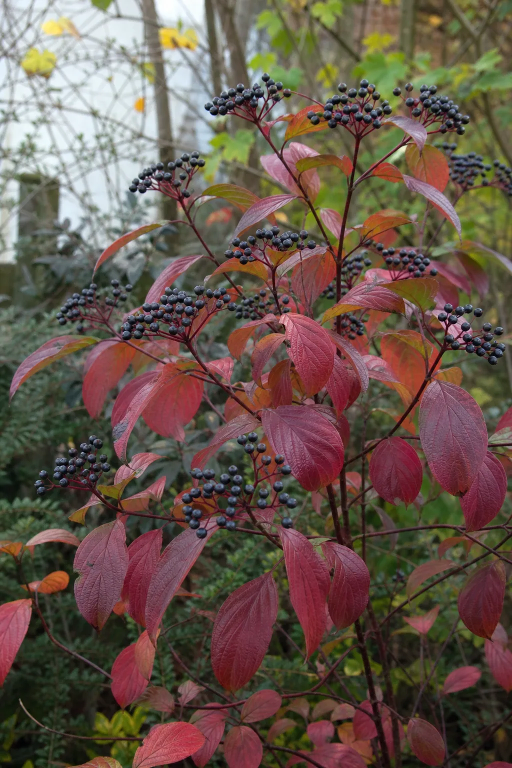 Zweige des Roten Hartriegels mit flachen Büscheln kleiner blauschwarzer Beeren an roten Stielen und weinrot verfärbtem Laub